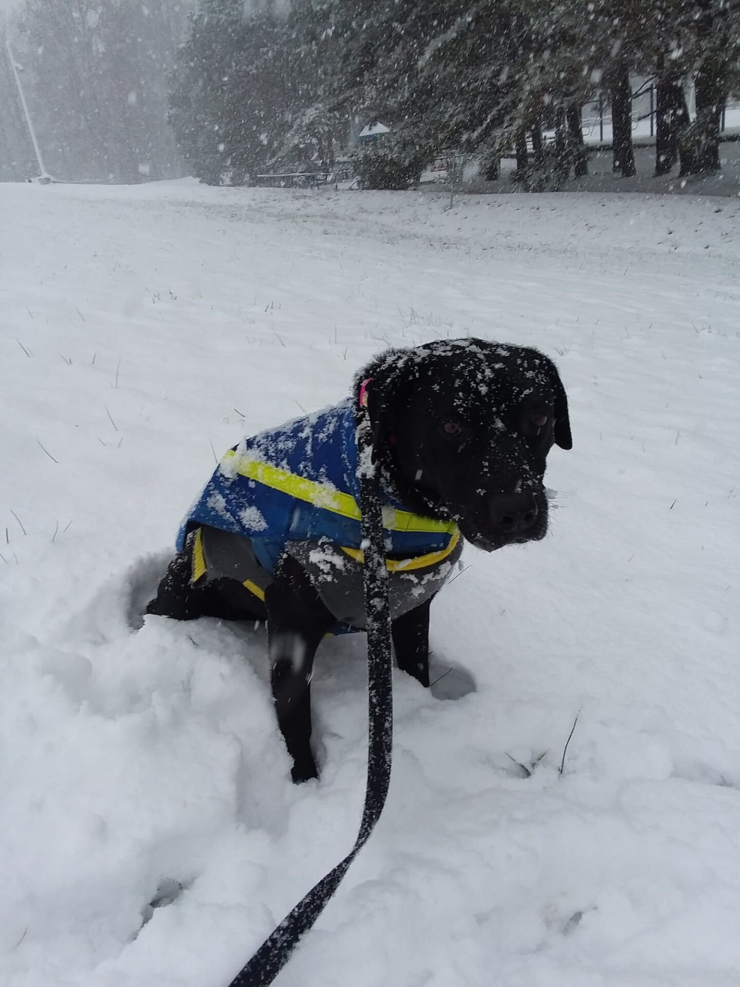 A black dog wearing a blue and yellow coat sits in a snowy landscape, attached to a leash. Trees are visible in the background.