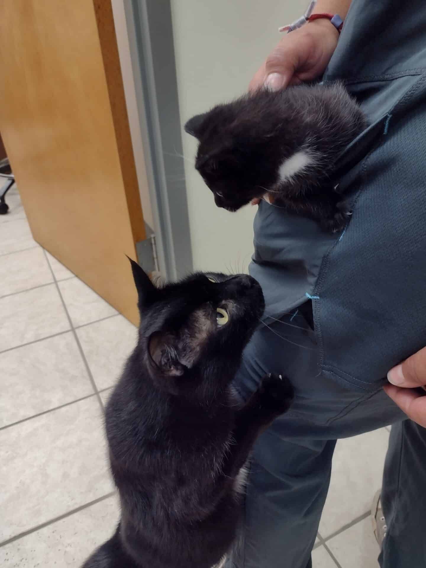 Clinic Tour of our Dothan Vet Clinic Westwood Pet Care