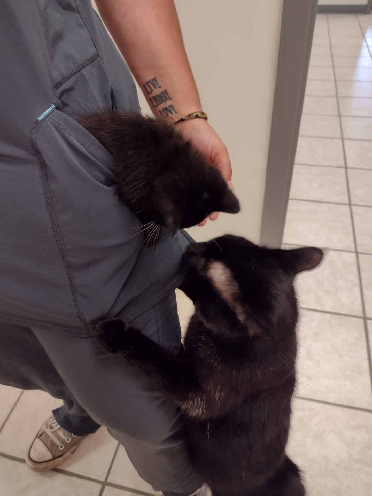 Clinic Tour of our Dothan Vet Clinic Westwood Pet Care