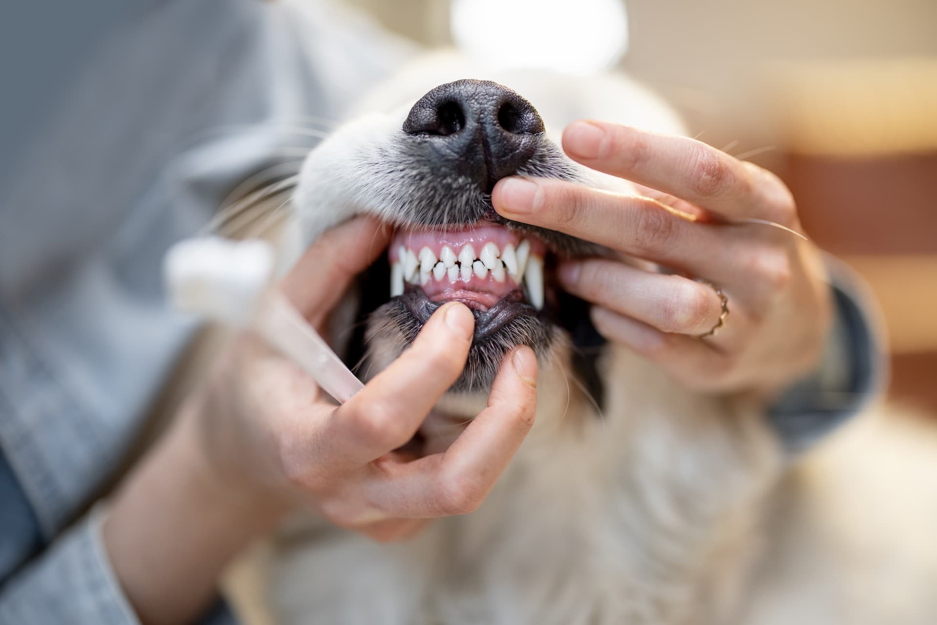 pet owner preparing to brush dog's teeth