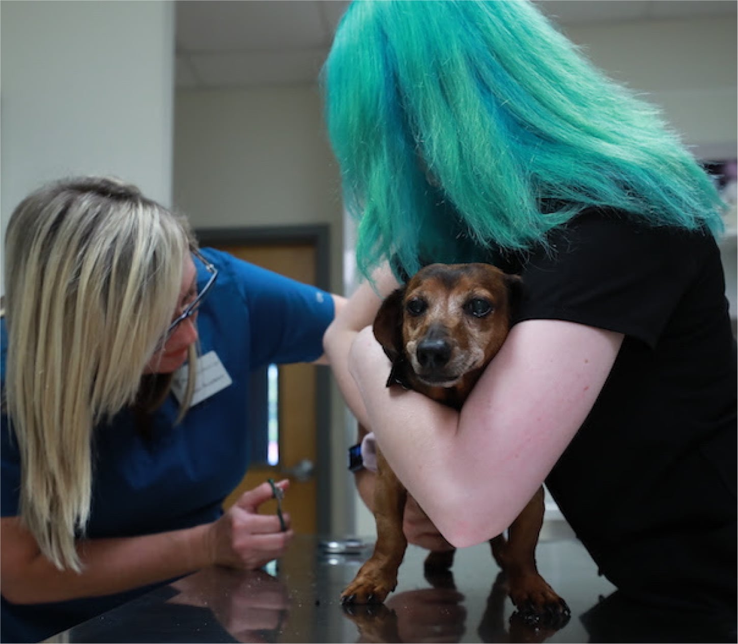 pet vaccinations and preventive care