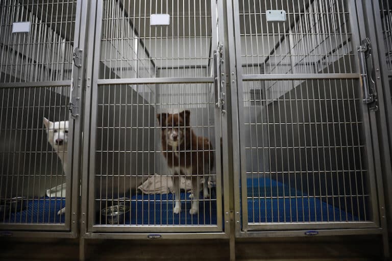 Pet Boarding Westwood Pet Care Dothan, AL