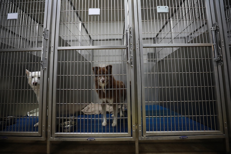 dog in boarding kennel